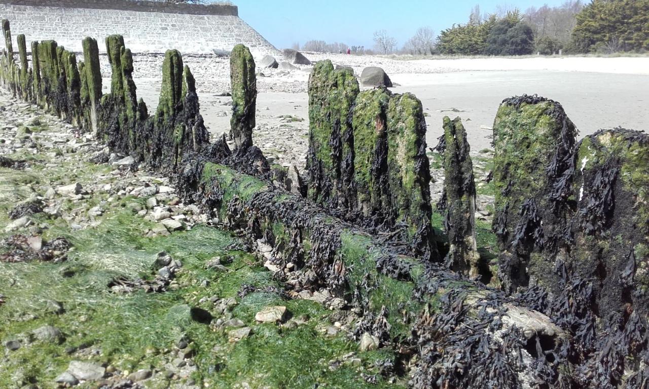 Vila Les Cormorans Saint-Vaast-la-Hougue Exteriér fotografie